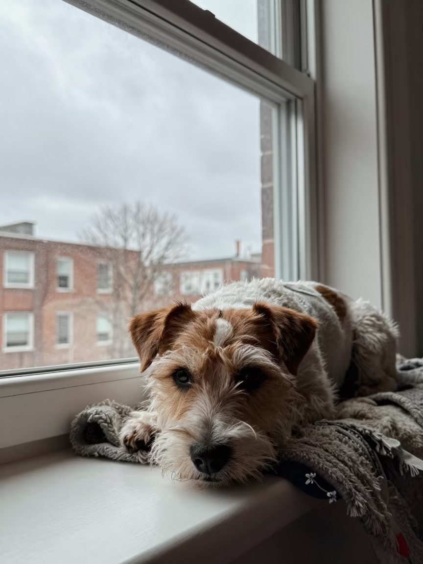 Russell Terrier on Window Seat in Toledo in on a window seat in a quiet apartment with soft side light in Toledo