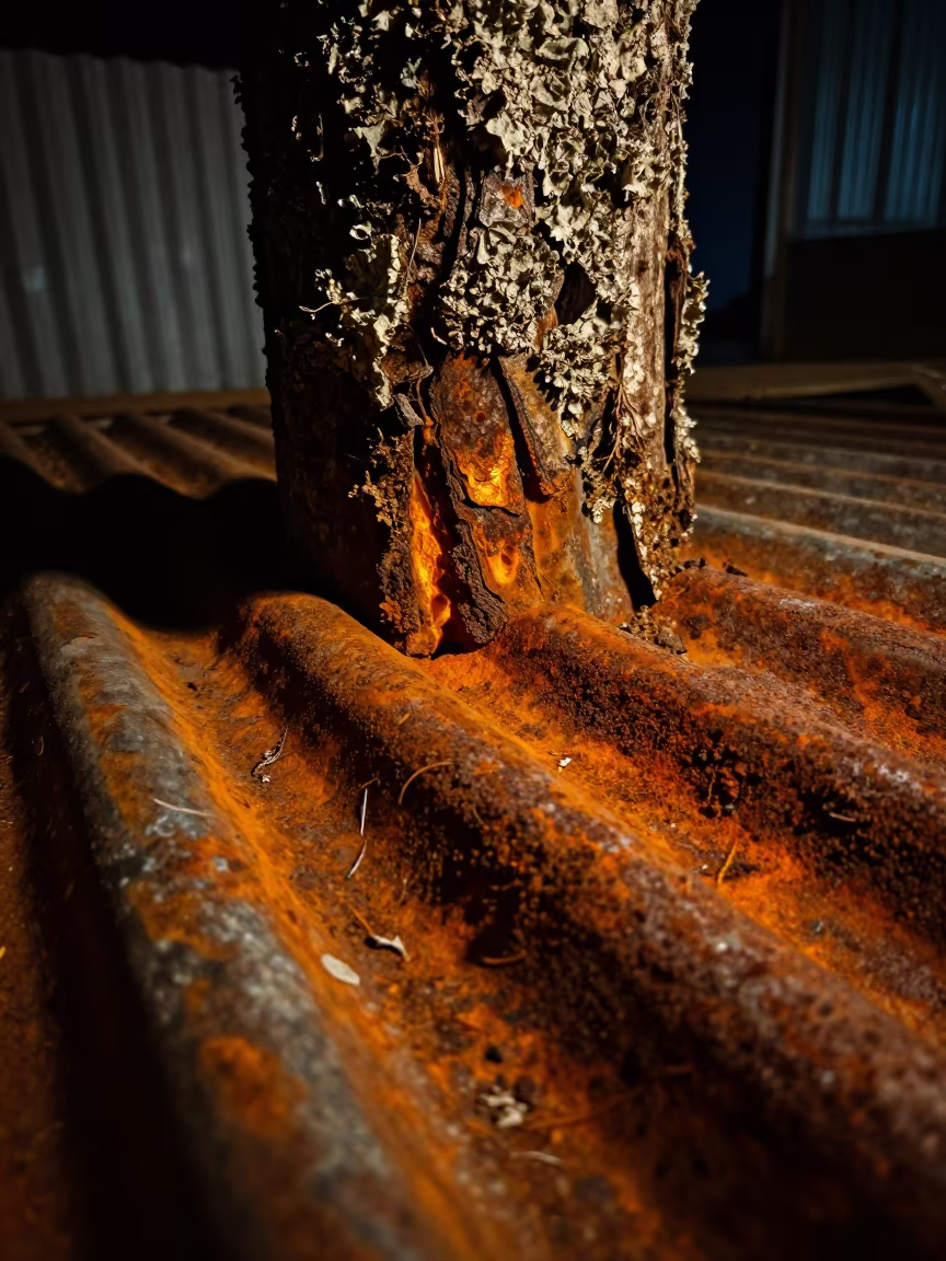 Rust on Corrugated Iron Lichen Bark Night Addis in on lichen-covered bark in Piazza, Addis Ababa