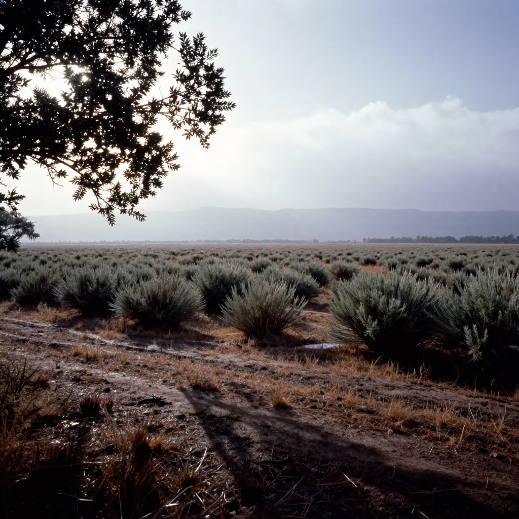 Sage Plain Wave Shadows After Rain Newport in across a floodplain after rain near Newport
