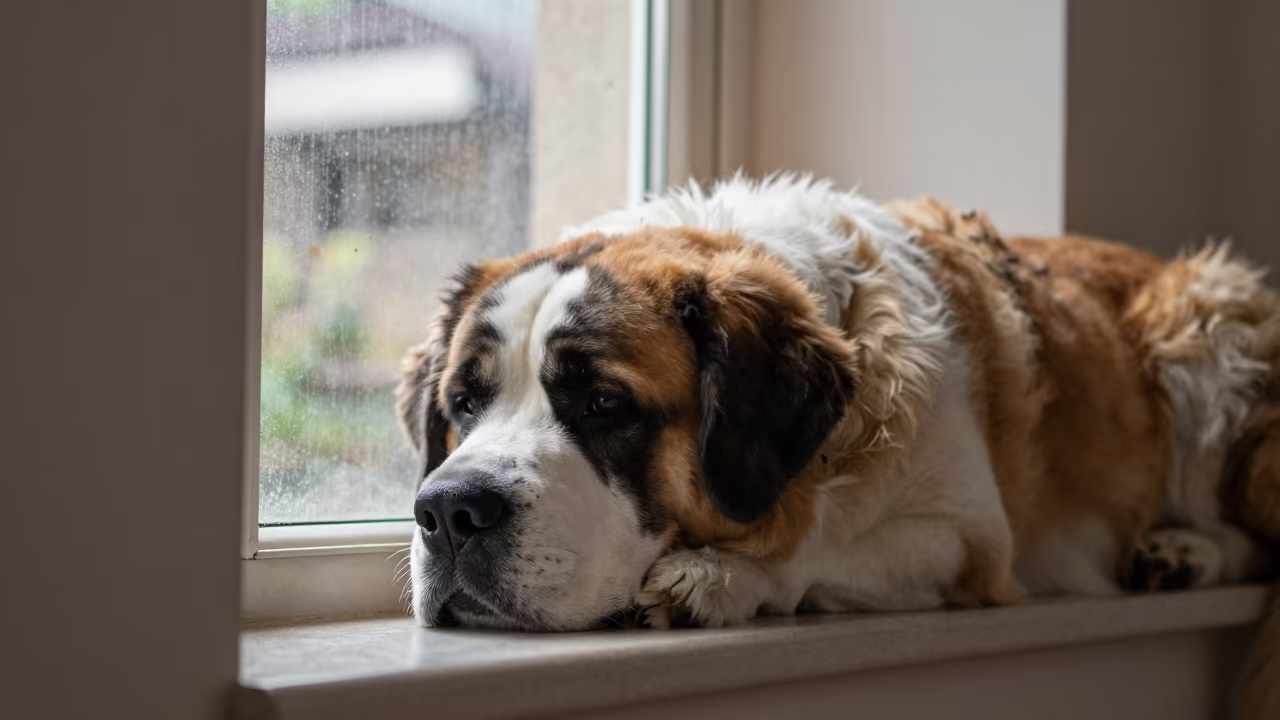 Saint Bernard on Window Seat in Veraval Apartment in on a window seat in a quiet apartment with soft side light near Veraval
