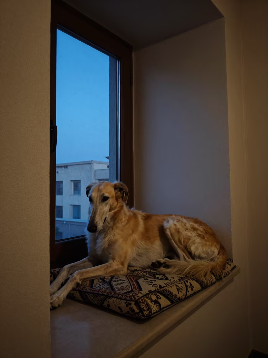 Saluki Dog Resting on Window Seat in Jalalabad in on a window seat in a quiet apartment with soft side light in Jalalabad