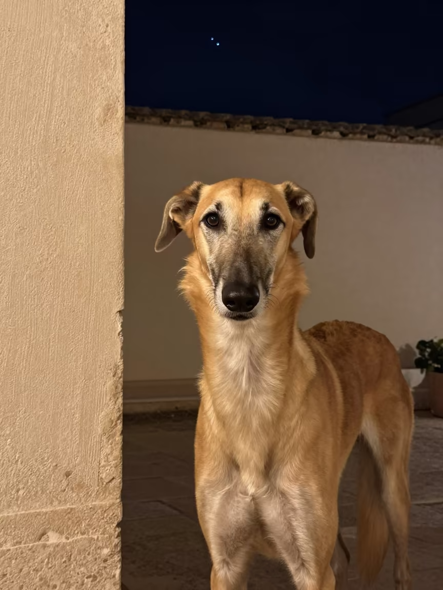 Saluki Portrait by Plain Courtyard Wall in Taranto Night in beside a plain courtyard wall in clear daylight with the animal at eye level in Taranto