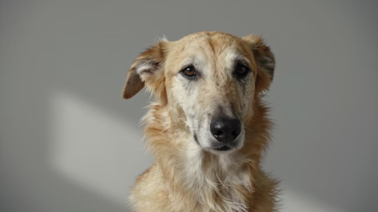 Saluki Portrait in Jerusalem Studio in in a quiet portrait studio with a plain backdrop and eye-level framing near Mea Shearim, Jerusalem