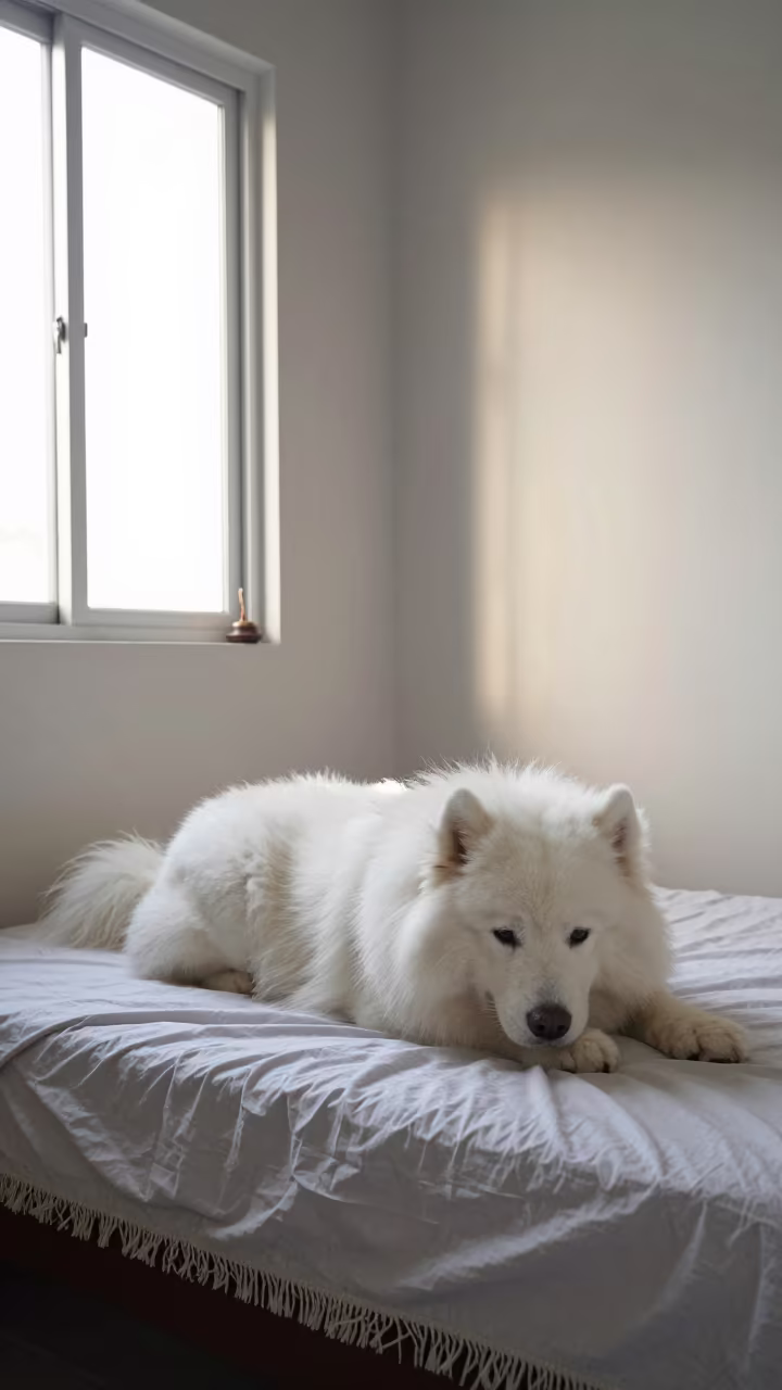 Samoyed Resting on Bedspread Near Jakarta Window in on a bedspread near a bright window with calm indoor light in Kota Tua, Jakarta