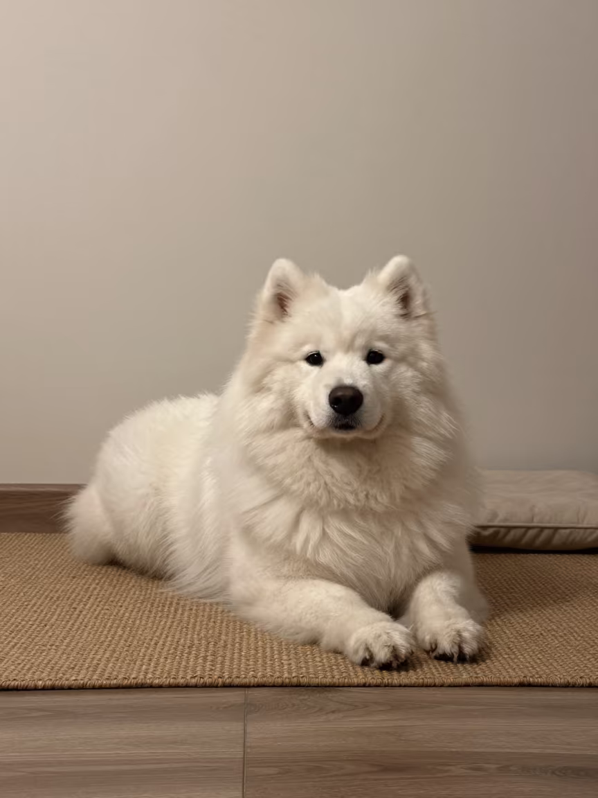 Samoyed Resting on Woven Rug by Low Couch in on a woven rug beside a low couch and an uncluttered wall in Monterey