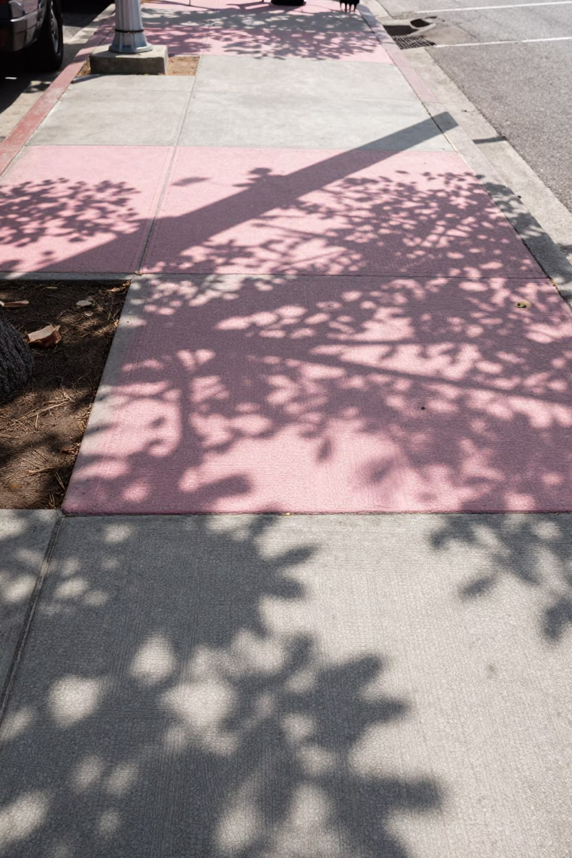 San Diego Cane Textures at The Late Morning Light in in San Diego, California, United States