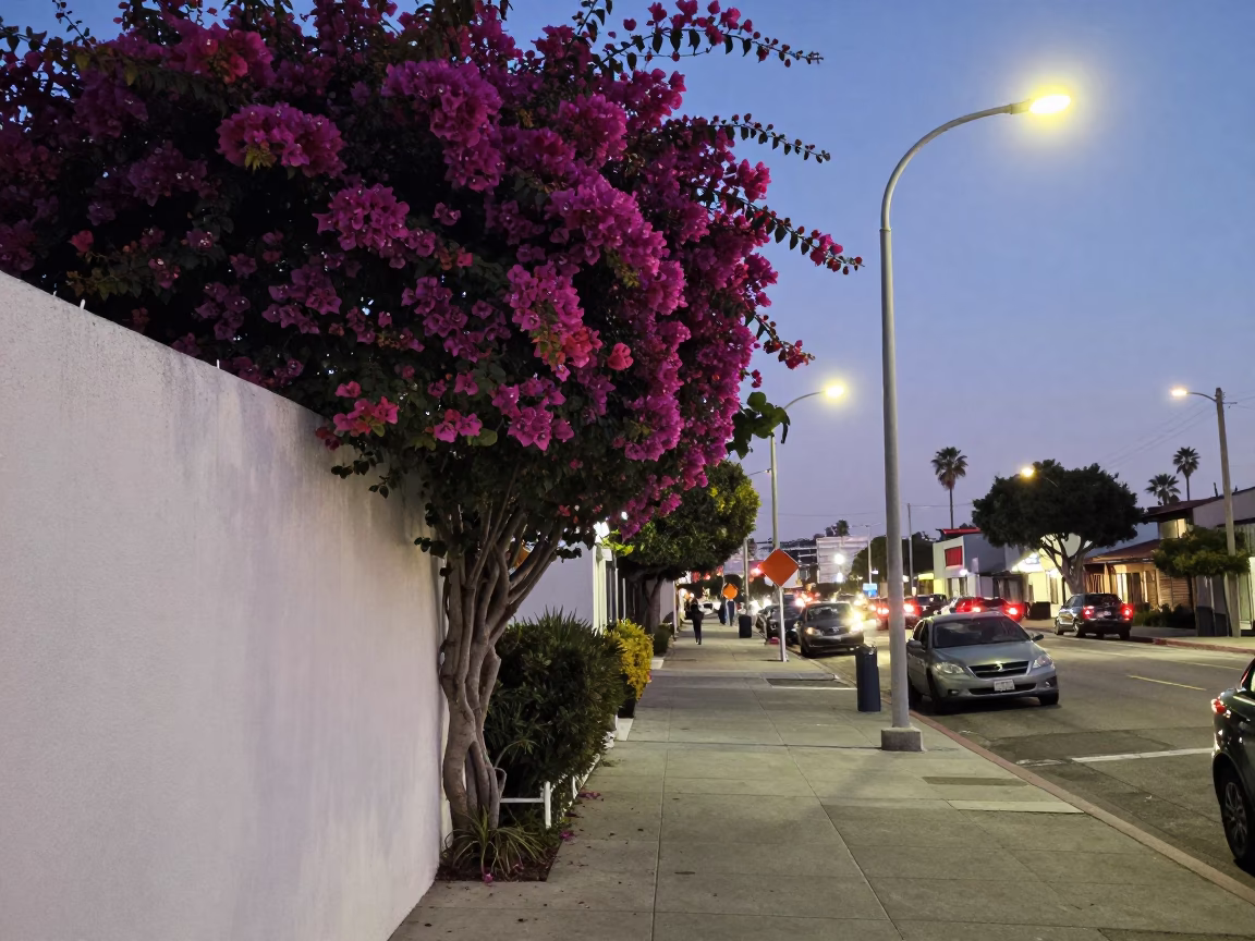 San Diego Evening Street Scene with Bougainvillea and Local Life in in San Diego, California, United States