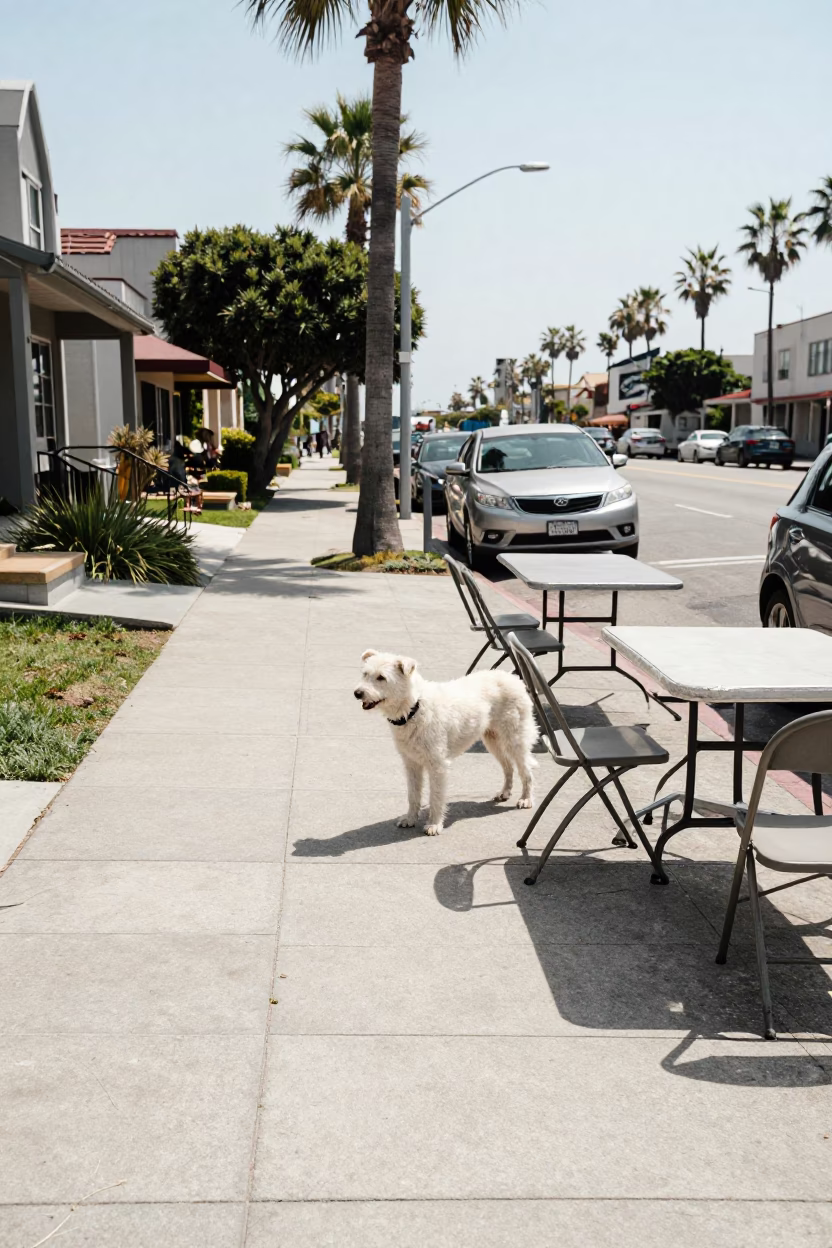 San Diego Midday Street Scene with White Dog and Folding Tables in in San Diego, California, United States