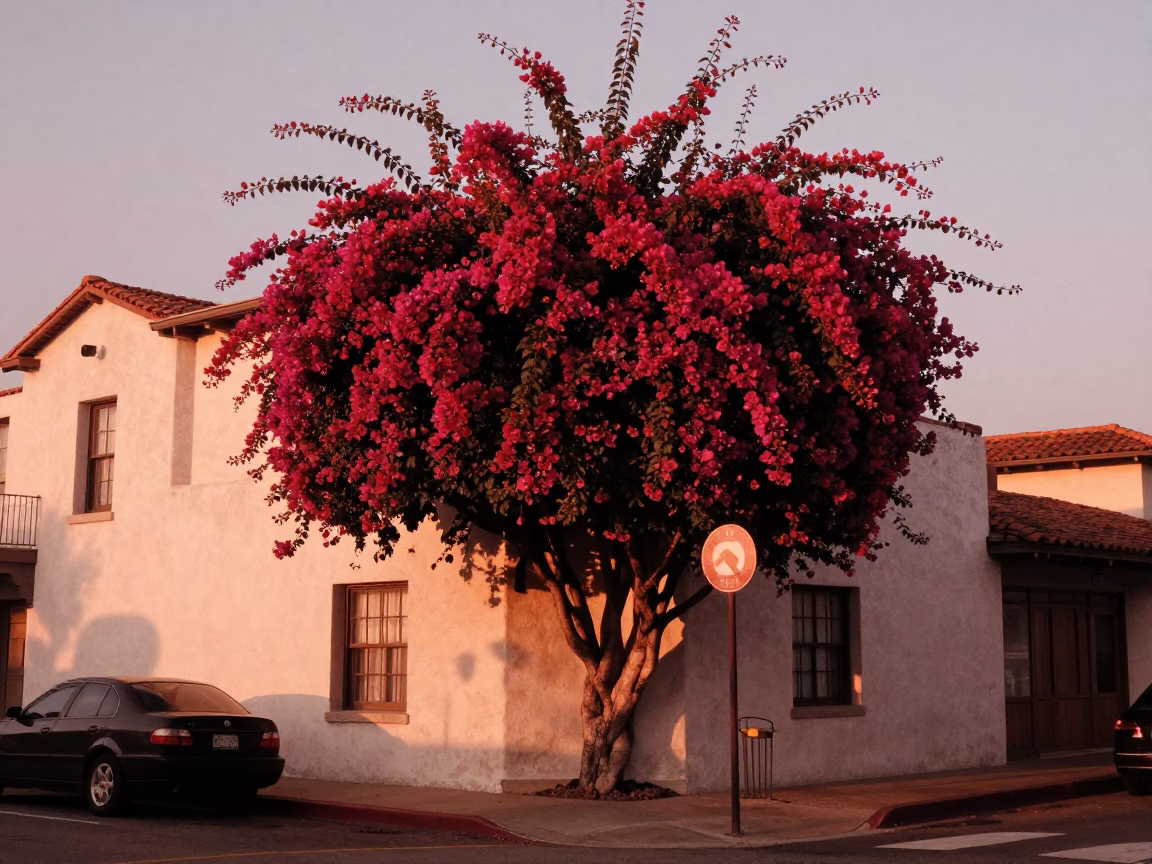 San Diego Street Scene with Bougainvillea and Vintage 1990s Charm in Copper Light in in San Diego, California, United States
