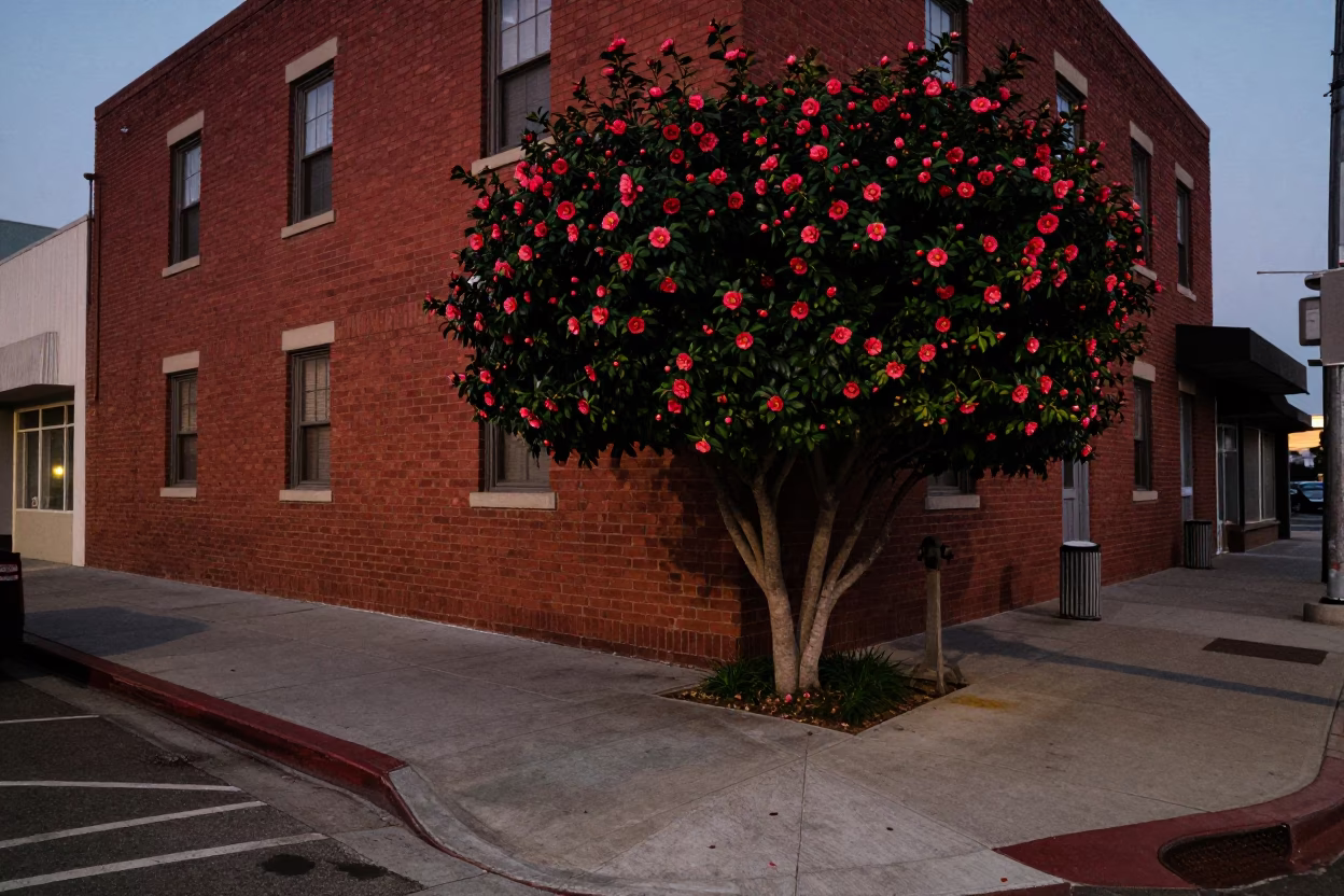 San Diego Twilight Street Scene with Camellia Bush and Urban Lights in in San Diego, California, United States
