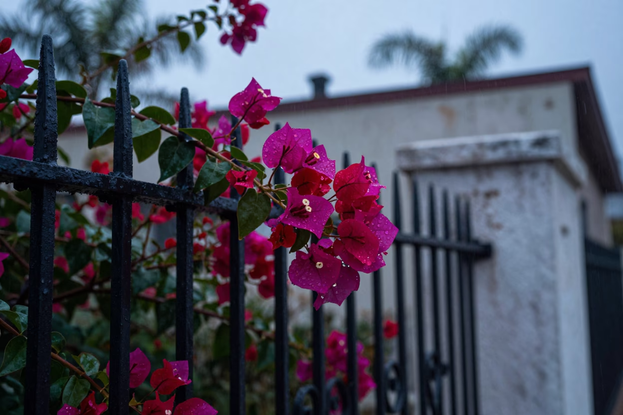 San Diego Wet Bougainvillea Blooms in in San Diego, United States