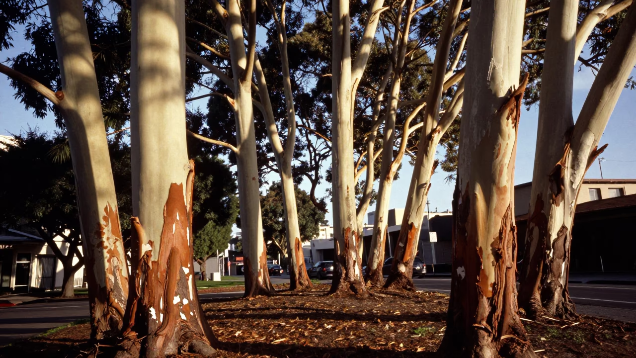 San Francisco Eucalyptus Grove with Peeling Bark in Clear Late Afternoon Light in in San Francisco, California, United States