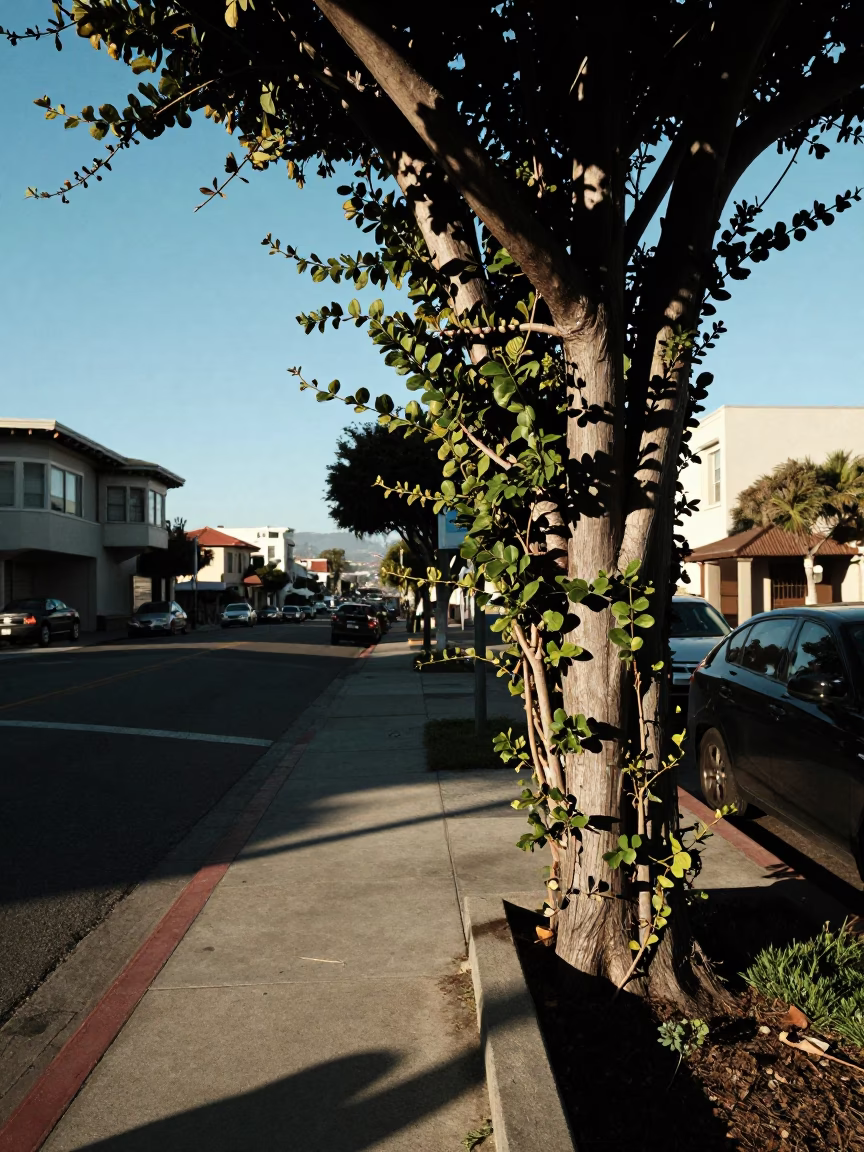 San Francisco Late Afternoon Street Scene with Leaf Shadows and Urban Details in in San Francisco, California, United States