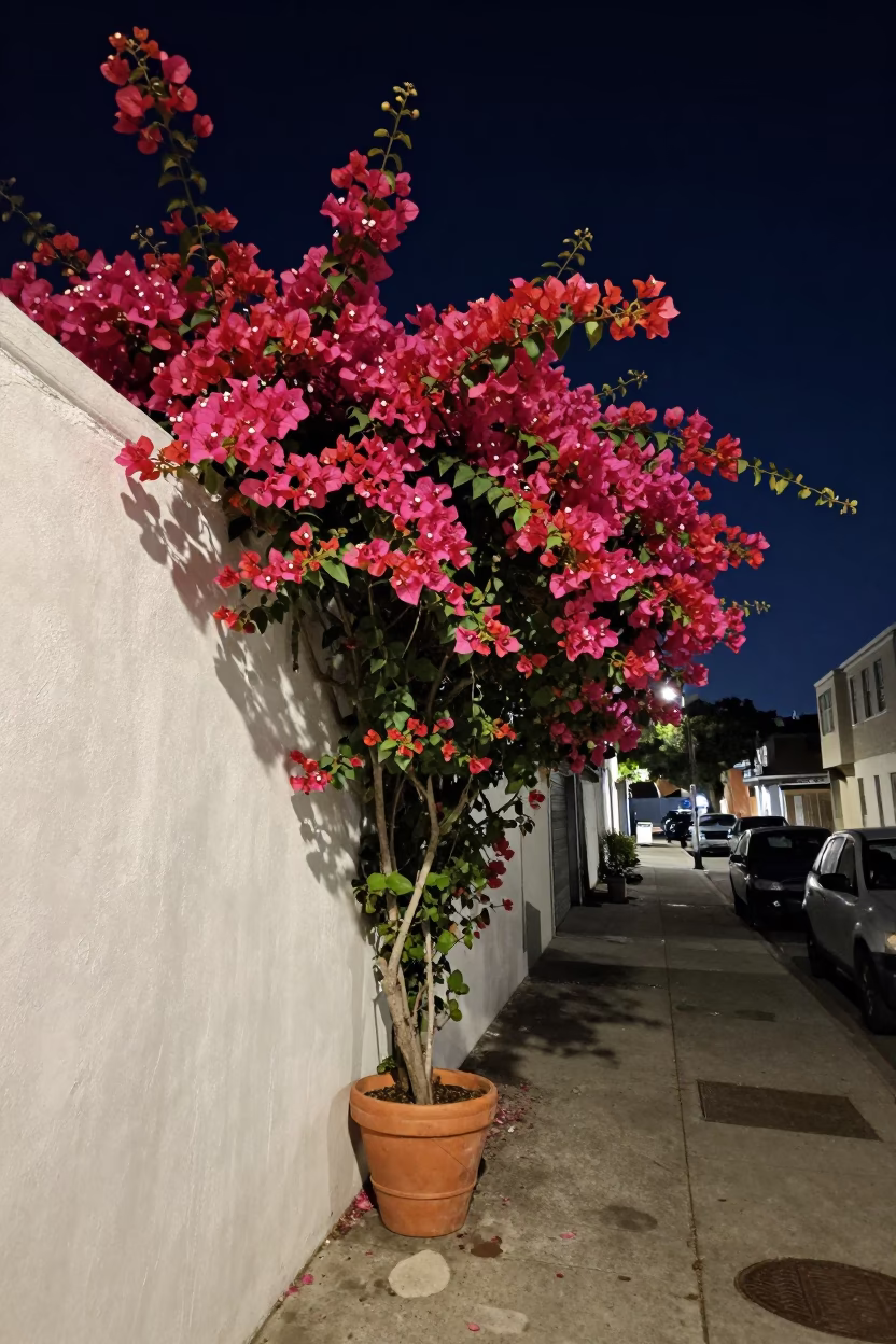San Francisco Night Street Scene with Bougainvillea and Terracotta Pot Under Deep Night Sky in in San Francisco, California, United States
