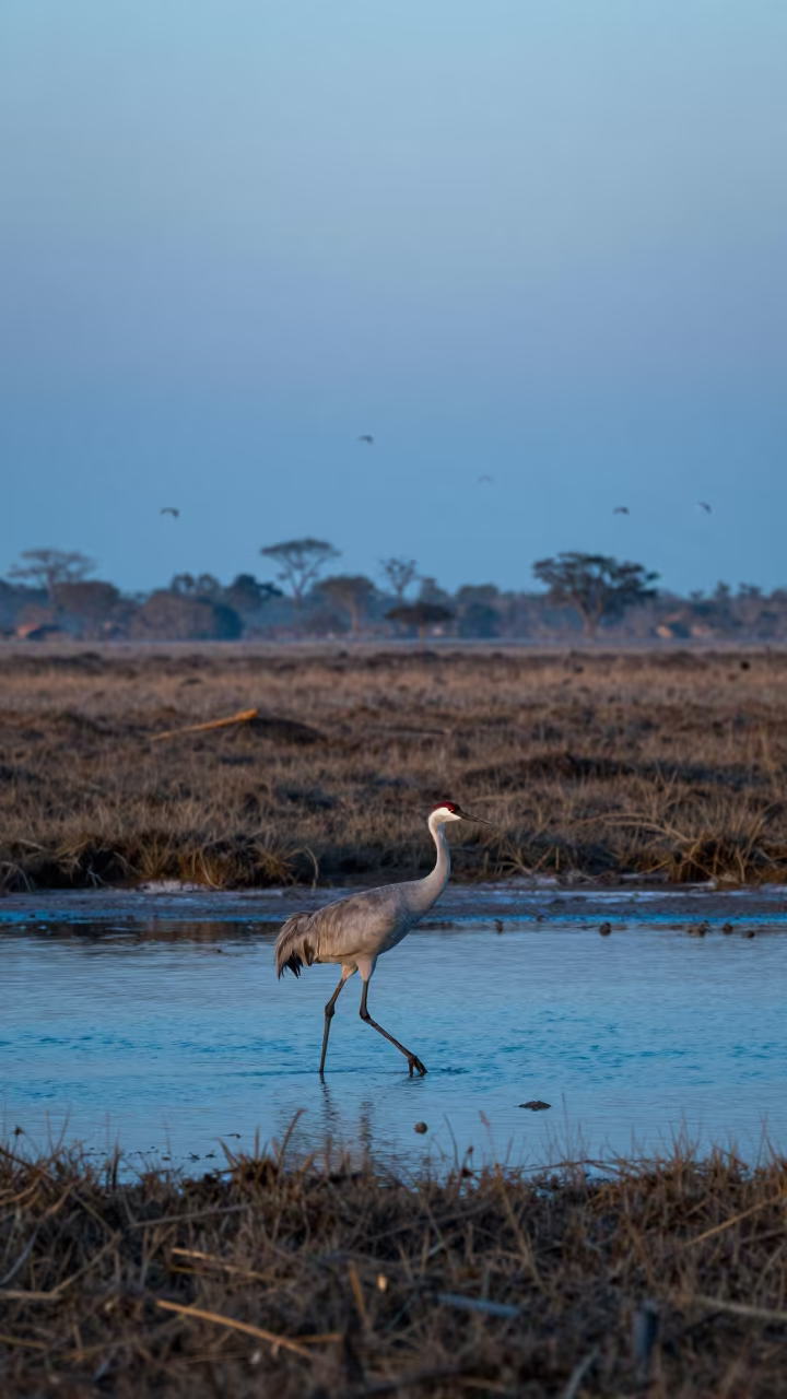 Sandhill Crane Crossing Salt Marsh at Blue Hour in on a wind-scoured ridge near Ouagadougou