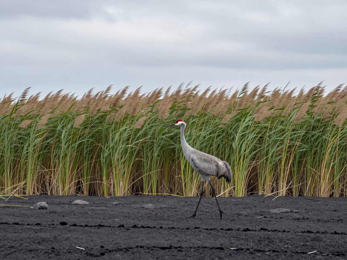 Sandhill Crane Crossing Volcanic Sand in at the edge of a reed bed in Himachal Pradesh
