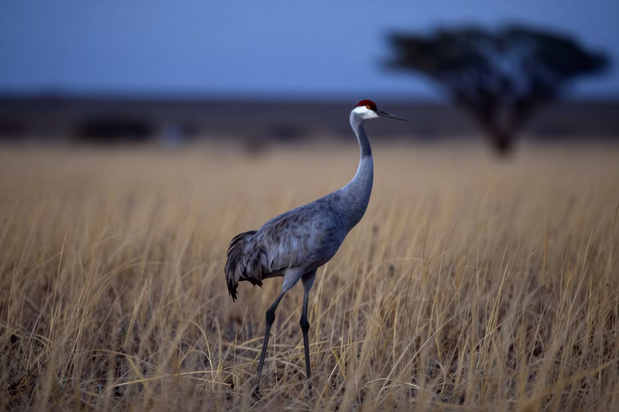 Sandhill Crane Walking Through Gold Grass at Dusk in in the Canary Islands