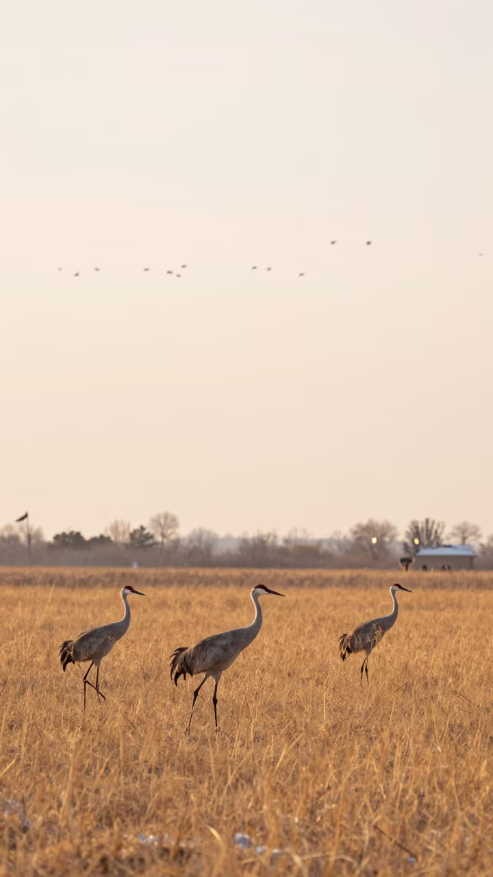 Sandhill Crane in Golden Grass Under Pale Sky in near Abiko
