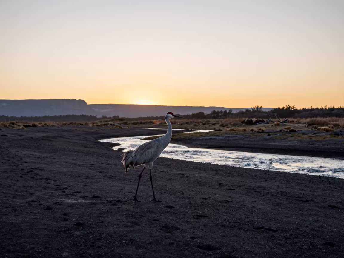 Sandhill Crane Walking Volcanic Sand Patagonia in above a glacial stream in Patagonia