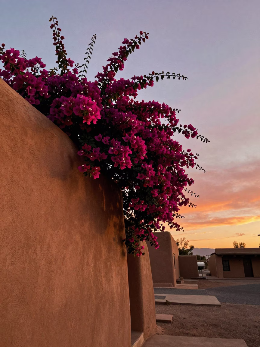 Santa Fe adobe architecture with vibrant bougainvillea under sunset sky in in Santa Fe, New Mexico, United States