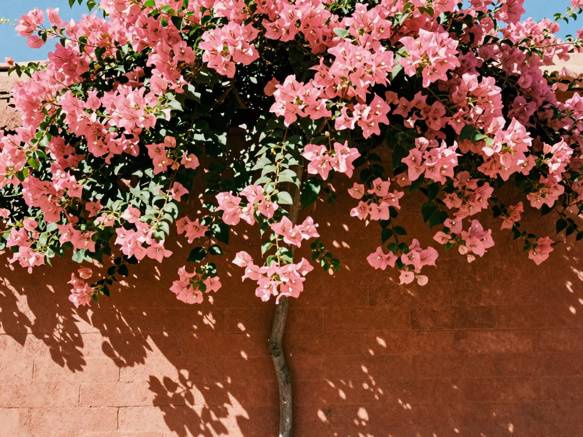 Santa Fe New Mexico Midday Bougainvillea Cascade Over Adobe Wall in in Santa Fe, New Mexico, United States