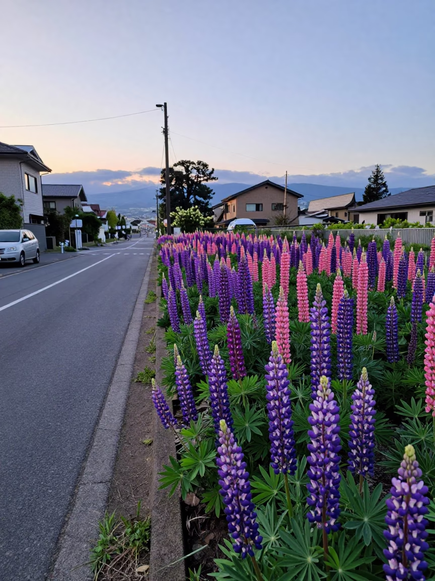 Sapporo Evening Street Scene with Purple Lupin Fields and Traditional Stone Elements in in Sapporo, Japan