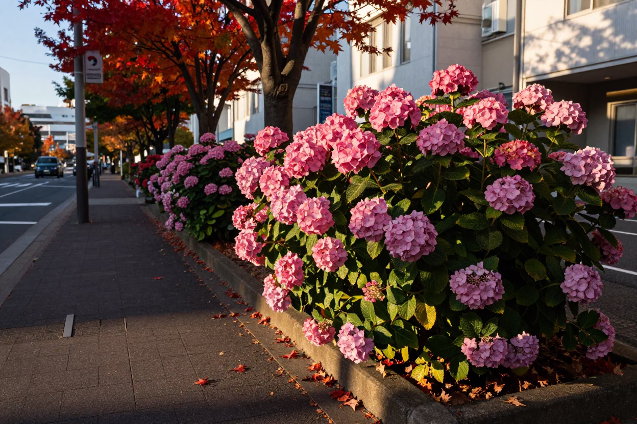 Sapporo Street Scene Late Afternoon Hydrangea Bush and Autumn Maple Leaves in in Sapporo, Japan