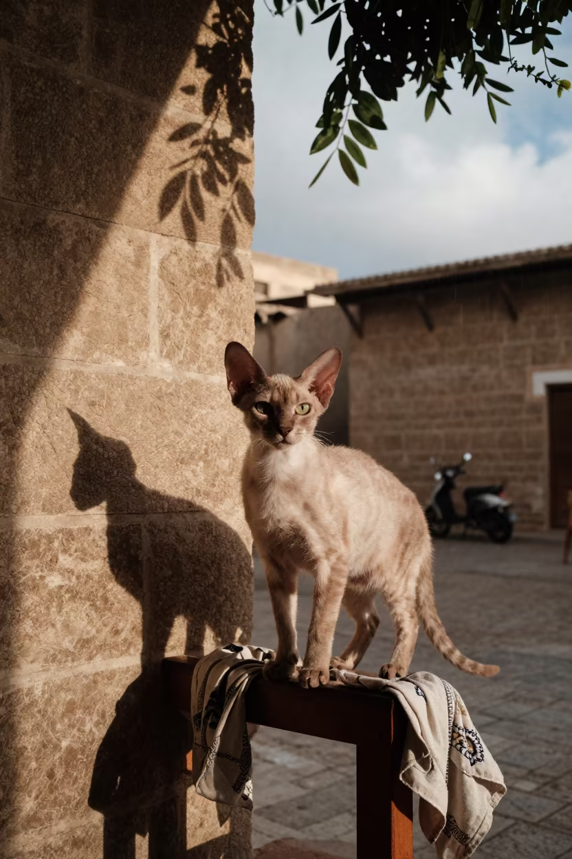 Savannah Cat in Sana'a Courtyard Rain in beside a plain courtyard wall in clear daylight with the animal at eye level in Sana'a