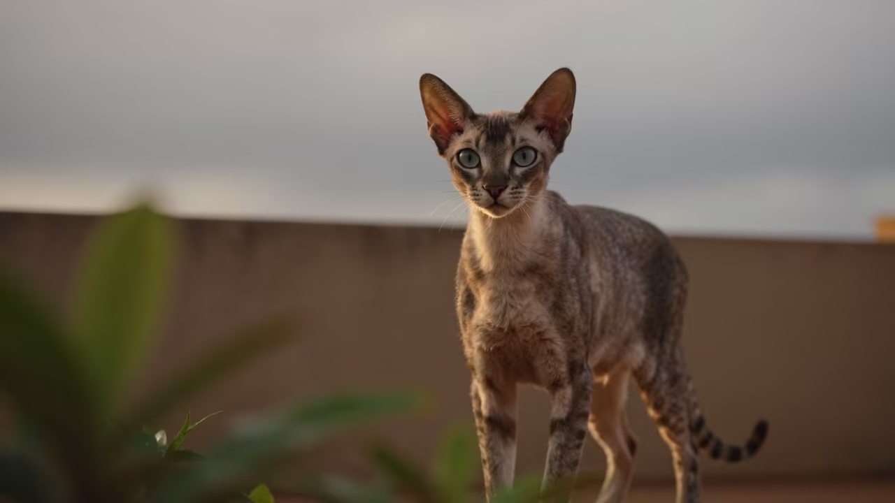 Savannah Cat Portrait in Yamoussoukro Courtyard in beside a plain courtyard wall in clear daylight with the animal at eye level in Yamoussoukro