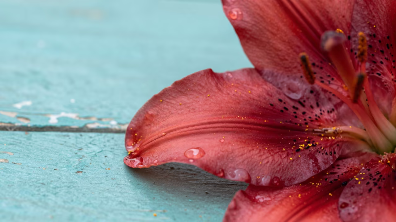 Scarlet Lily Petal With Pollen Dust Detail in against weathered turquoise paint near Damascus