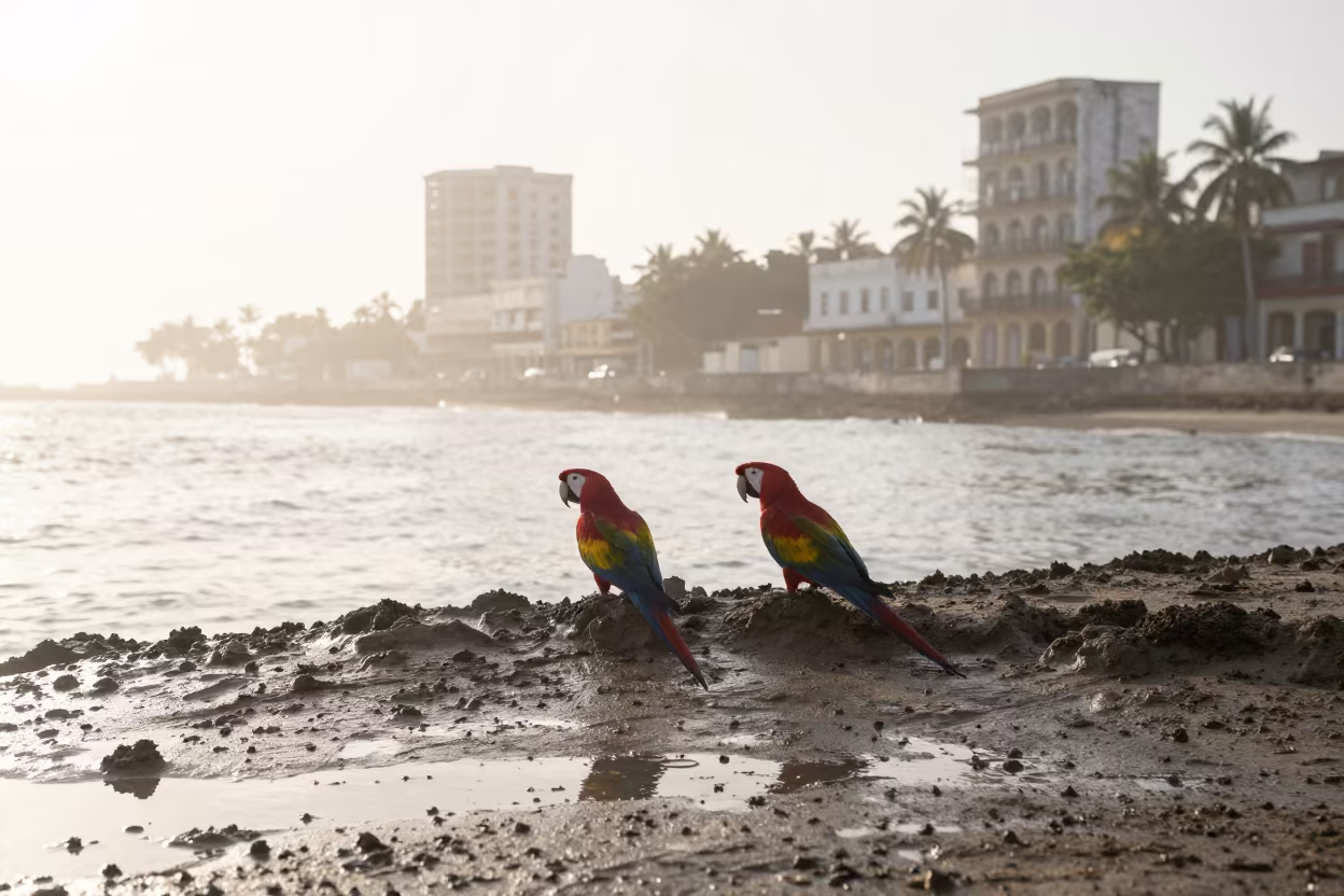 Scarlet Macaws Silhouetted at Havana Dawn in beside a tidal inlet near Centro Habana, Havana