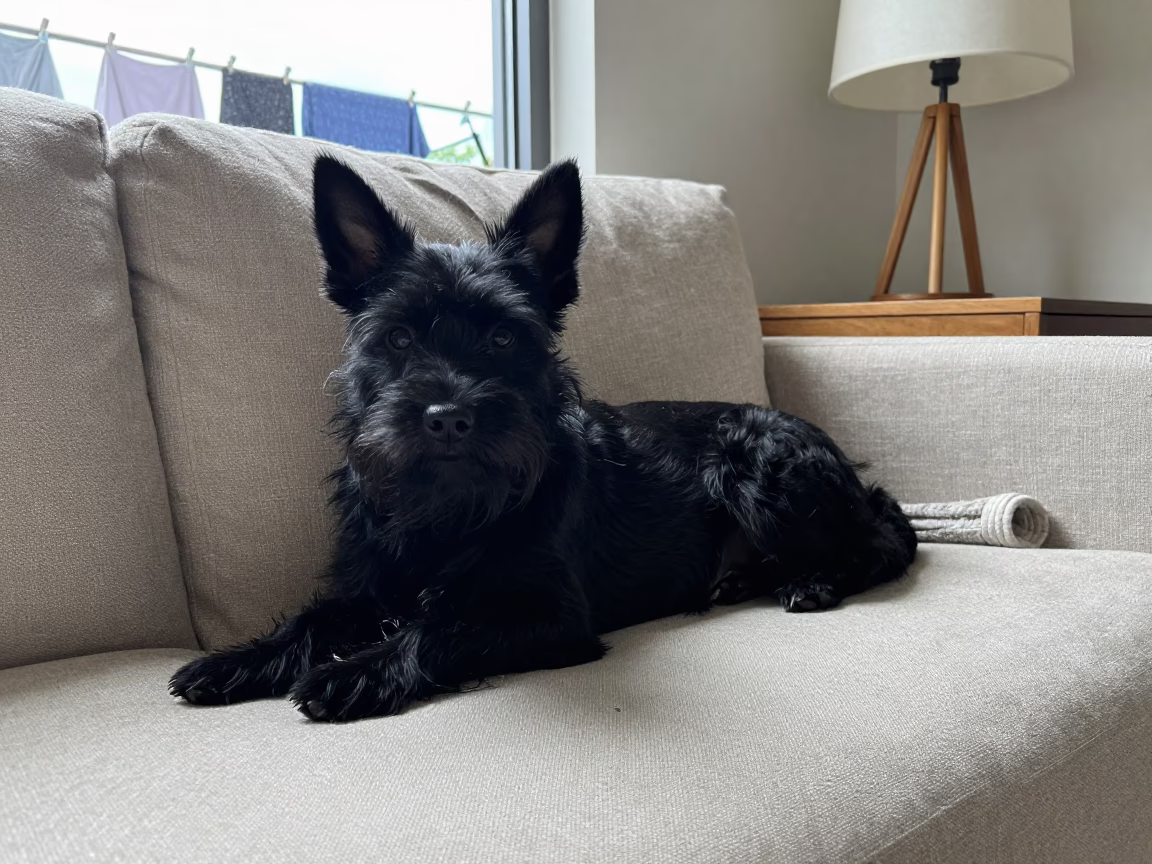 Schipperke on Linen Sofa Near Window in on a linen sofa with daylight from a nearby window near Taoyuan County