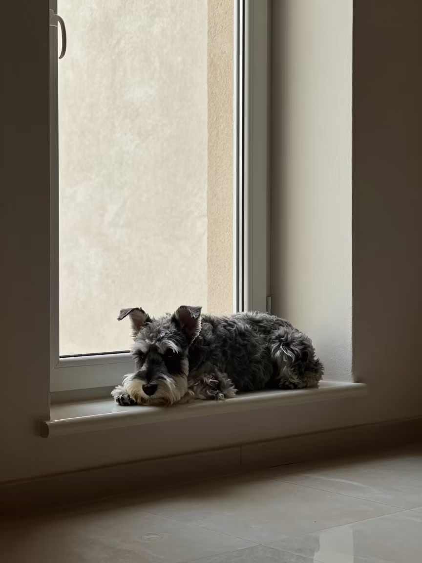 Schnauzer on Cairo Window Seat Late Afternoon in on a window seat in a quiet apartment with soft side light in Garden City, Cairo