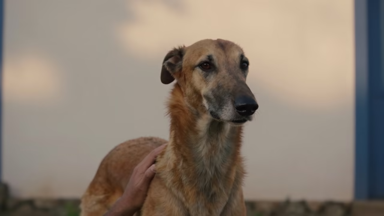 Scottish Deerhound Portrait by Courtyard Wall in Paraty in beside a plain courtyard wall in clear daylight with the animal at eye level in Paraty