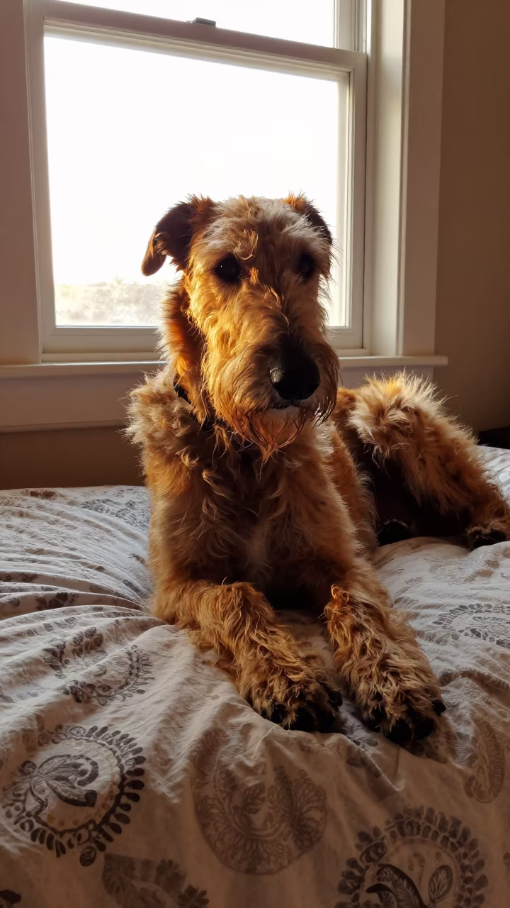 Scottish Deerhound Resting on Bedspread Near Window in on a bedspread near a bright window with calm indoor light near Tuni