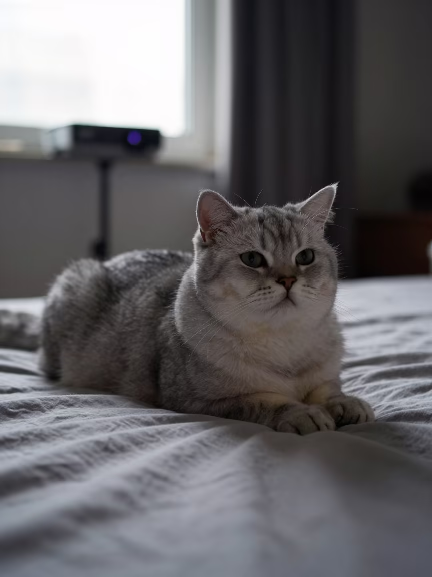 Scottish Straight Longhair Cat on Bedspread in on a bedspread near a bright window with calm indoor light near Guelmim