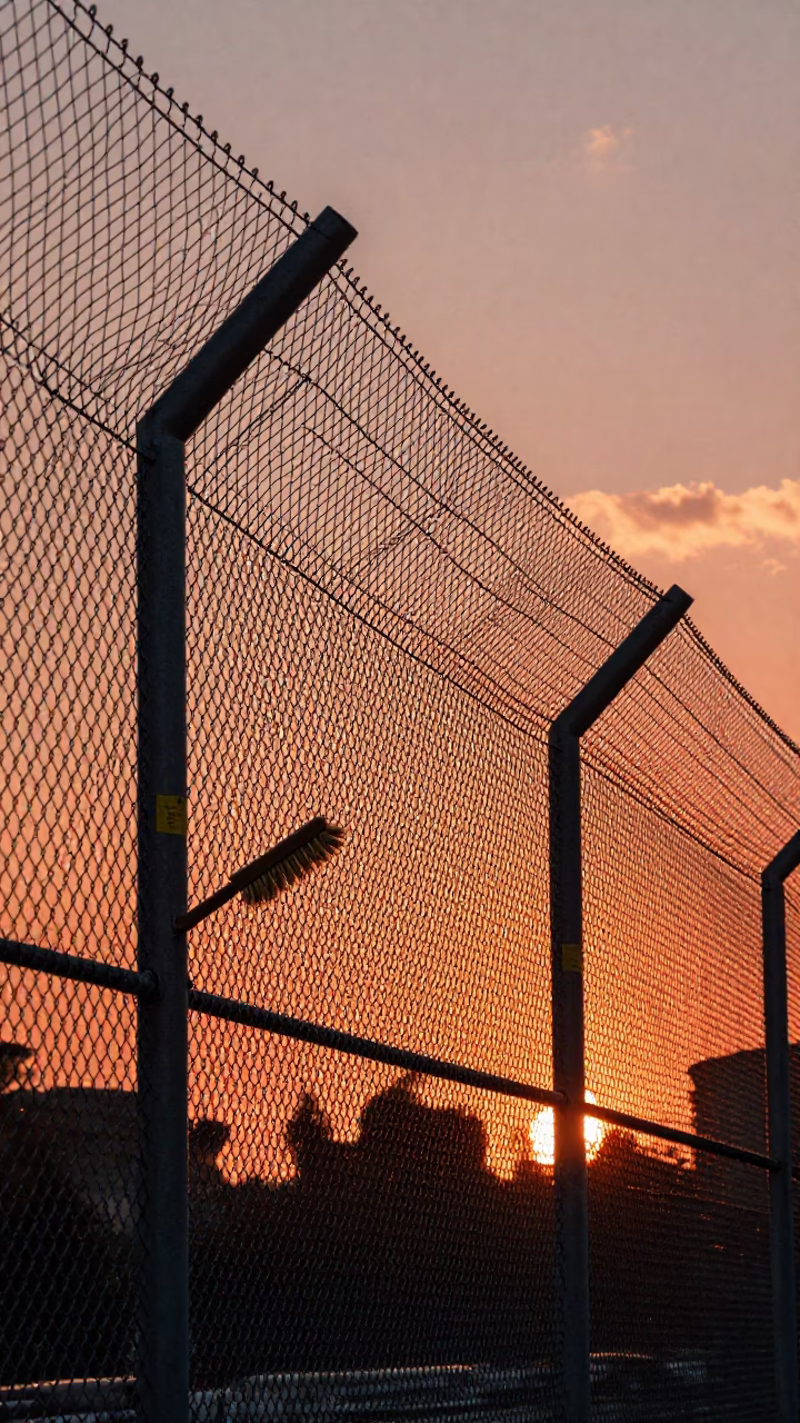 Scrub Brush in Rome at Copper-toned Light Before Dusk in in Rome, Italy