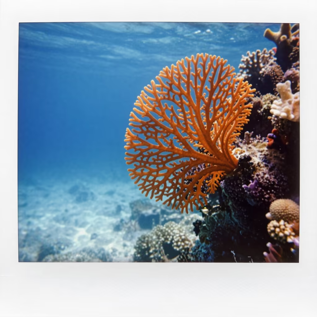 Sea Fan Reef Wall with Fog Below Denpasar in along a coral wall with blue water beyond near Denpasar