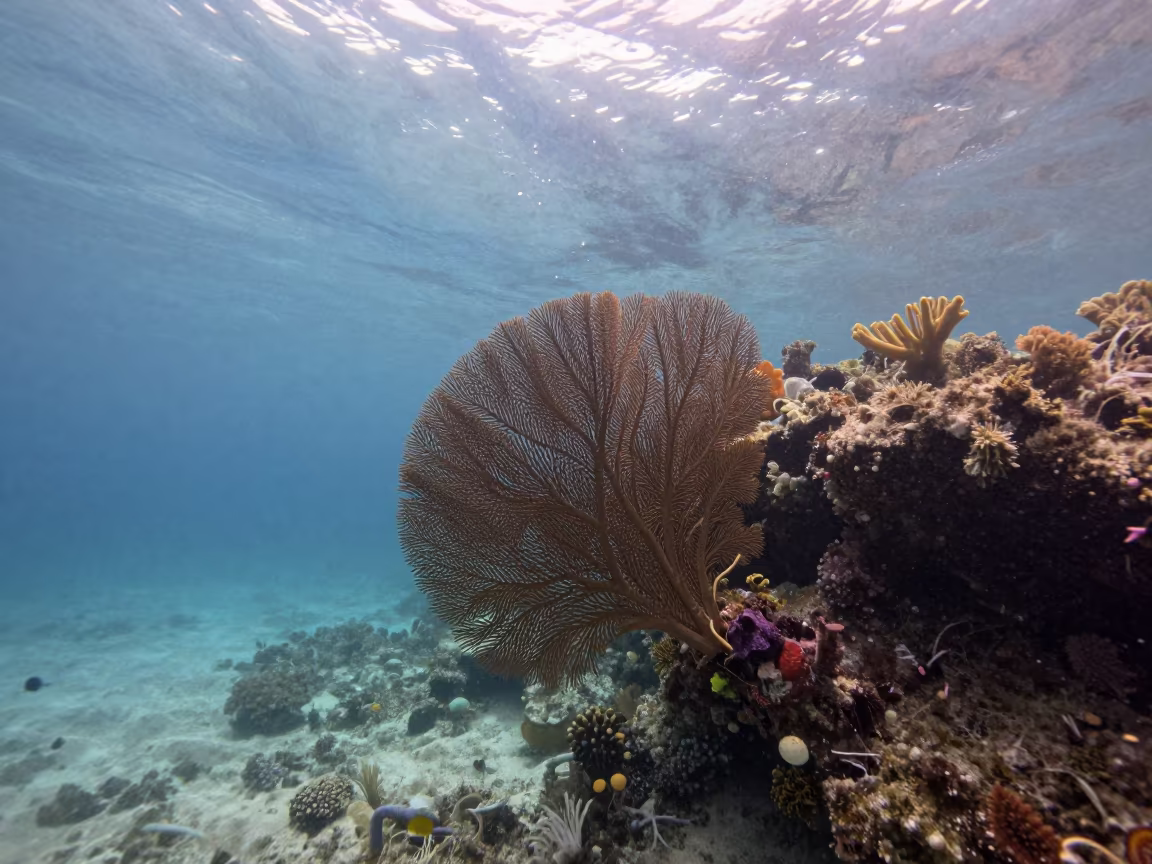 Sea Fan Swaying in Clear Water Near Denpasar in beside a reef crevice under clear water near Denpasar