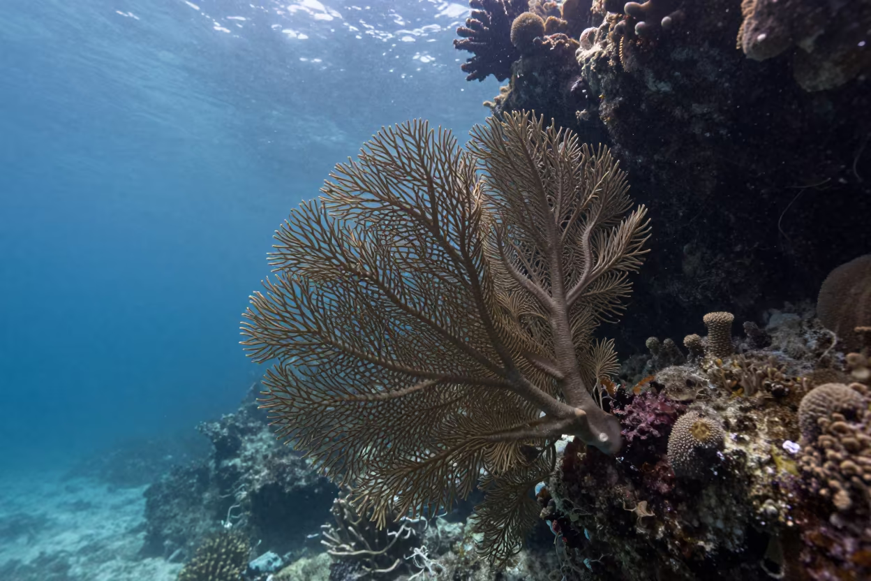 Sea Fan Swaying in Rainy Cebu Reef Light in beside a volcanic reef overhang near Cebu