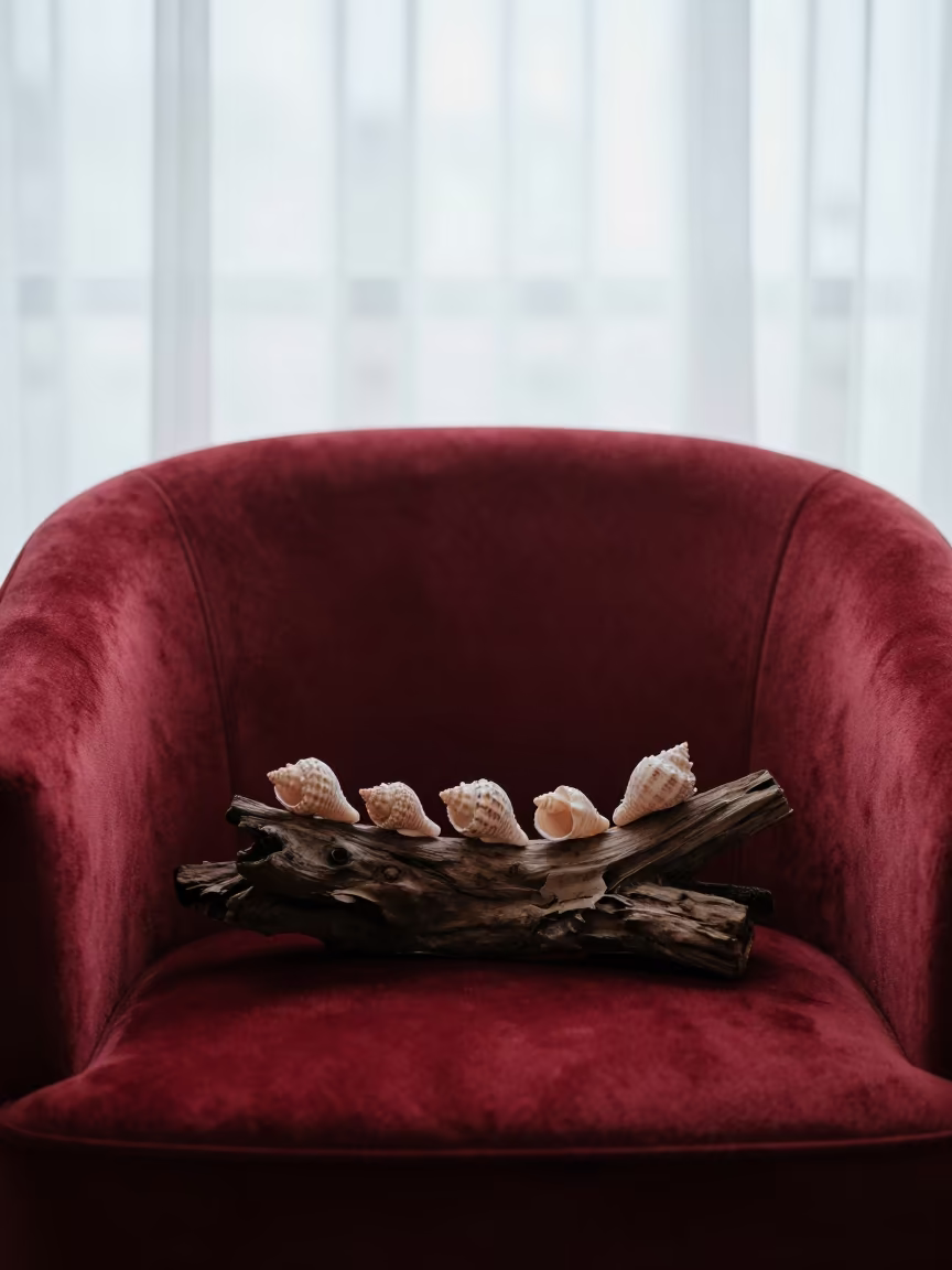 Sea Shells on Velvet Driftwood Havana Chair in on a velvet chair near Havana
