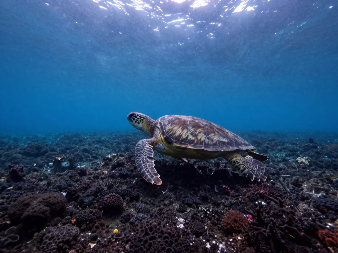 Sea Turtle Gliding Over Volcanic Reef at Night in beside a volcanic reef overhang near Denpasar