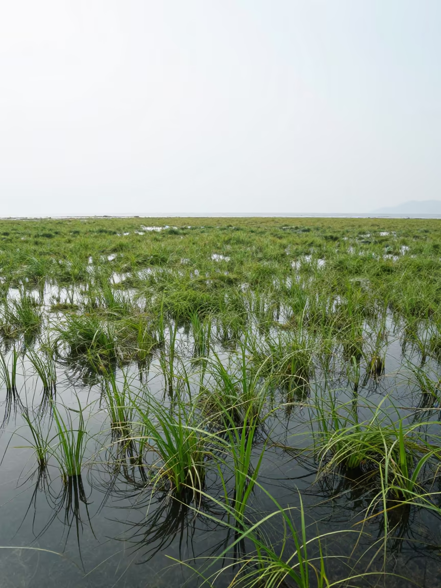 Seagrass Meadow Waving in Tropical Lagoon in near Fukuoka