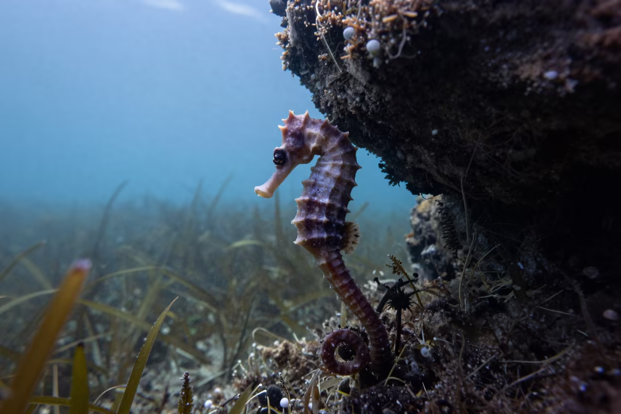 Seahorse in Dawn Monsoon Light in above a seagrass meadow near Shinsekai, Osaka