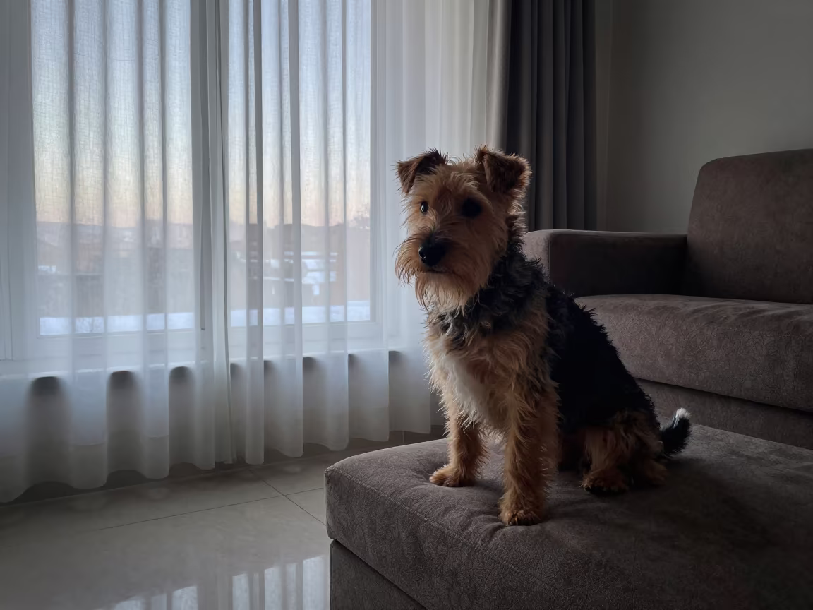 Sealyham Terrier Portrait Near Quetta Window in on a sofa near a curtained window with calm indoor light near Quetta