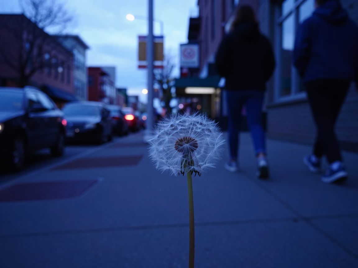 Seattle Evening Street Scene with Dandelion Seed Head and Vintage Window Light in Washington in in Seattle, Washington, United States
