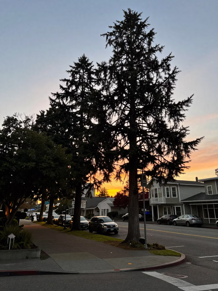 Seattle Sunset Street Scene with Cedar Trees and Urban Life in in Seattle, Washington, United States