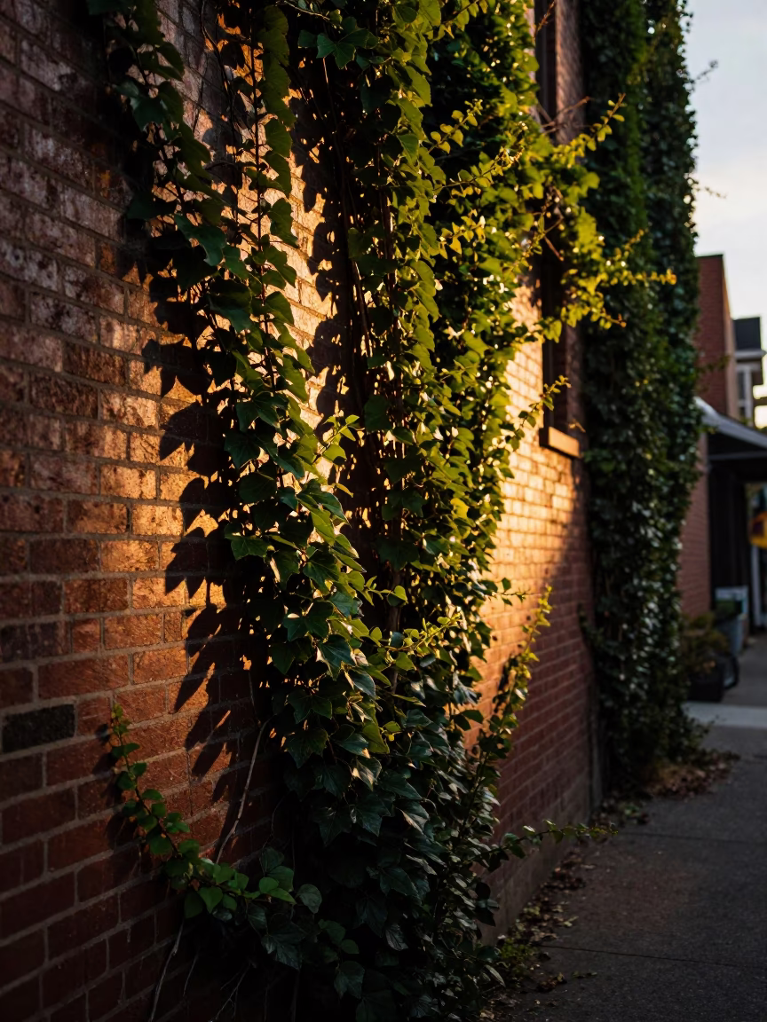 Seattle Washington Evening Light on Brick Alleyway with Ivy and Skateboard in in Seattle, Washington, United States