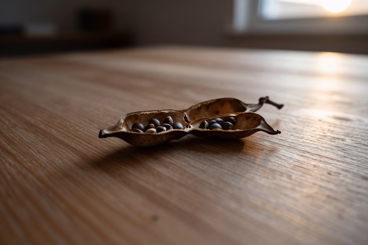 Seed Pod Splitting Open in Maxixe Sunset in inside a seed pod split open in Maxixe