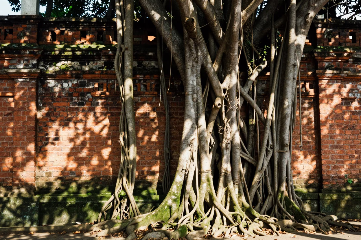 Shaded Banyan Tree Roots and Brick Architecture in Midday Chennai India in in Chennai, India